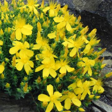 Hypericum olympicum - Iperico