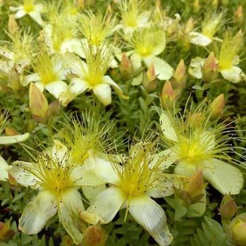 Hypericum olympicum Citrinum - Iperico