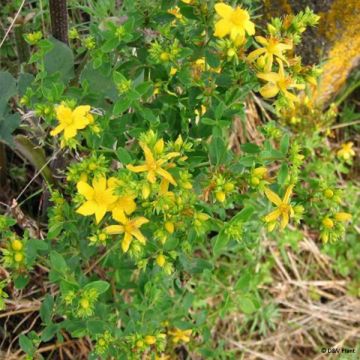 Hypericum perforatum - Erba di San Giovanni