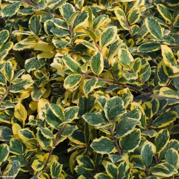 Ilex Golden King - Agrifoglio