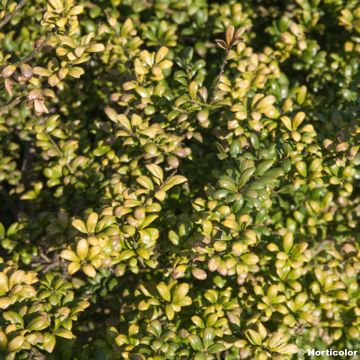 Ilex crenata Convexa - Agrifoglio giapponese