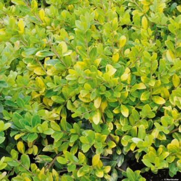 Ilex crenata Golden Gem - Agrifoglio giapponese