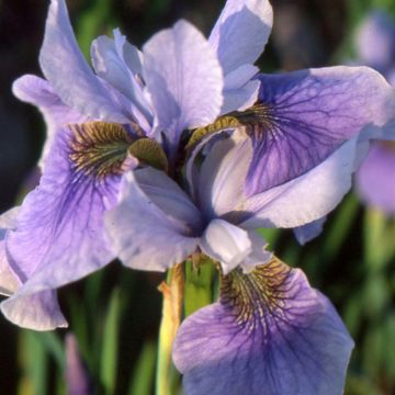 Iris sibirica Cool Spring - Giaggiolo siberiano