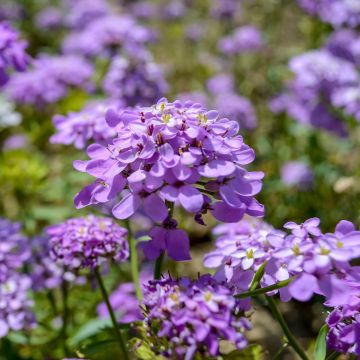 Iberis Absolutely Amethyst - Iberide rossa