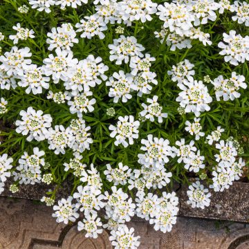 Iberis sempervirens Snowflake - Iberide sempreverde