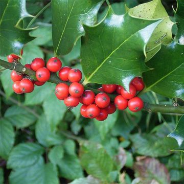 Ilex aquifolium - Agrifoglio