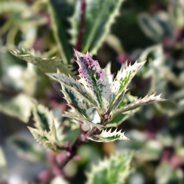 Ilex aquifolium Ingramii - Agrifoglio variegato