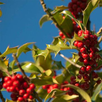 Ilex aquifolium JC Van Tol - Agrifoglio