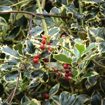 Ilex aquifolium Madame Briot - Agrifoglio variegato