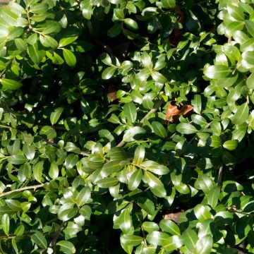 Ilex crenata Green Hedge - Agrifoglio giapponese