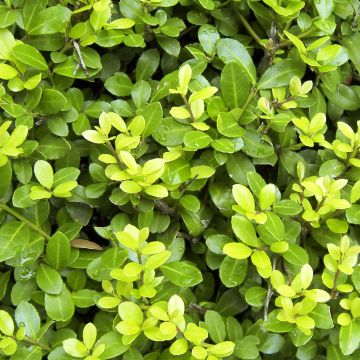 Ilex crenata Blondie - Agrifoglio giapponese