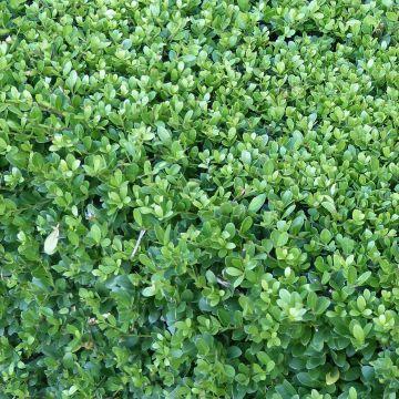 Ilex crenata Dark Green - Agrifoglio giapponese