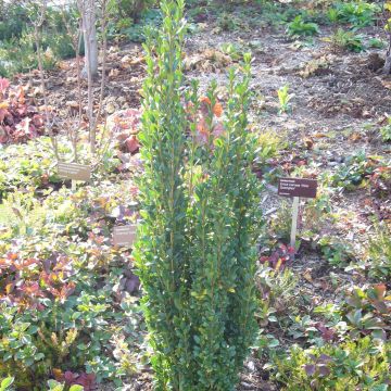 Ilex crenata Fastigiata - Agrifoglio giapponese