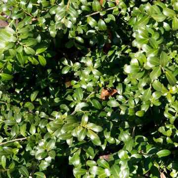 Ilex crenata Kinme - Agrifoglio giapponese