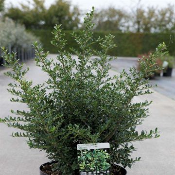 Ilex crenata Stokes - Agrifoglio giapponese