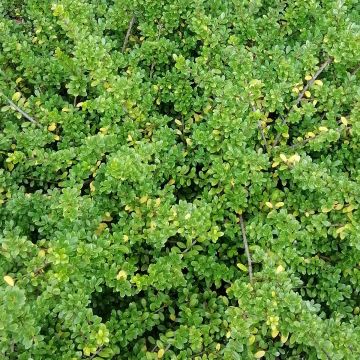 Ilex crenata Convexa (palla) - Agrifoglio giapponese