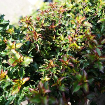 Ilex meserveae Little Rascal - Agrifoglio