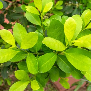 Ilex paraguariensis - Mate