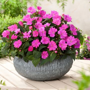 Impatiens Sunpatiens Compact Hot Lilac - Fiore di vetro