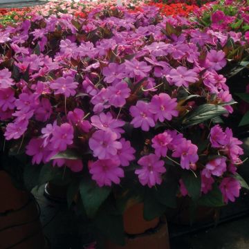 Impatiens SunPatiens Vigorous Lavender - Fiore di vetro