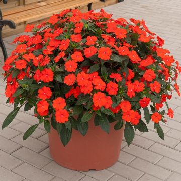 Impatiens SunPatiens Vigorous Orange Improved - Fiore di vetro