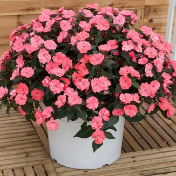 Impatiens SunPatiens Vigorous Pink Pearl - Fiore di vetro