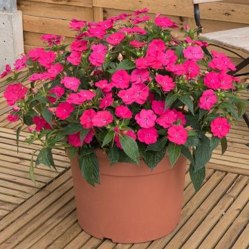 Impatiens SunPatiens Vigorous Rose Pink - Fiore di vetro