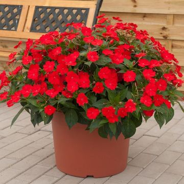 Impatiens SunPatiens Vigorous Scarlet - Fiore di vetro