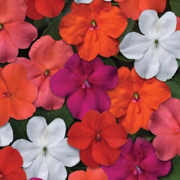 Impatiens walleriana Beacon Mix - Fiore di vetro