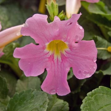 Incarvillea delavayi