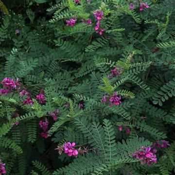 Indigofera heterantha - Indaco da giardino