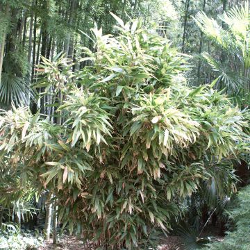 Indocalamus latifolius - Bambù