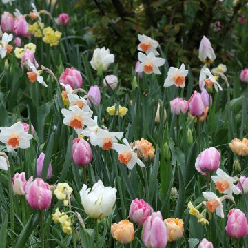 Ispirazione bulbi primaverili Camaïeu Tendresse