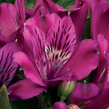 Alstroemeria Inticancha Machu