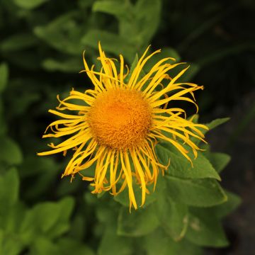 Inula orientalis - Enula