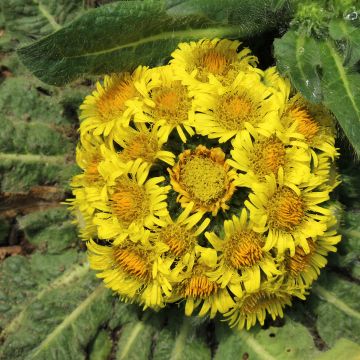 Inula rhizocephala - Enula