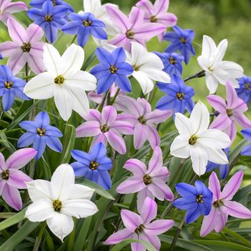 Ipheion uniflorum Mix