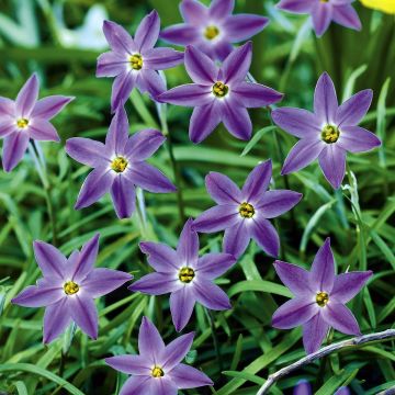 Ipheion uniflorum Froyle Mill