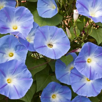 Ipomoea tricolor Heavenly Blue - Campanella tricolore