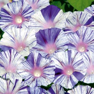 Ipomoea purpurea Venice blue - Campanella turchina