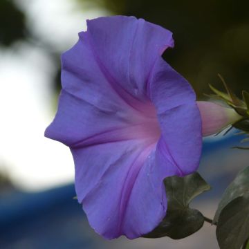 Ipomoea learii - Campanella perenne