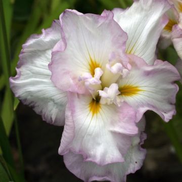 Iris ensata Lady in Waiting - Iris giapponese