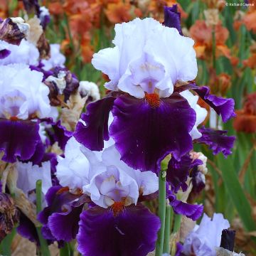 Iris germanica Magnétisme - Giaggiolo paonazzo