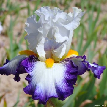 Iris germanica Virgule - Giaggiolo paonazzo