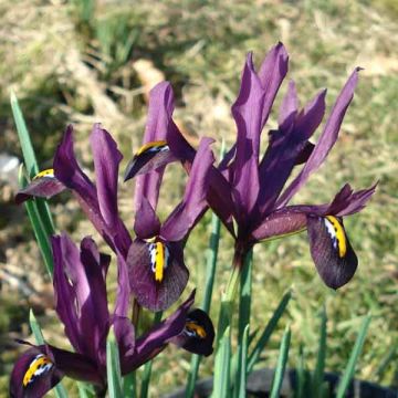 Iris reticulata Dijt - Giaggiolo