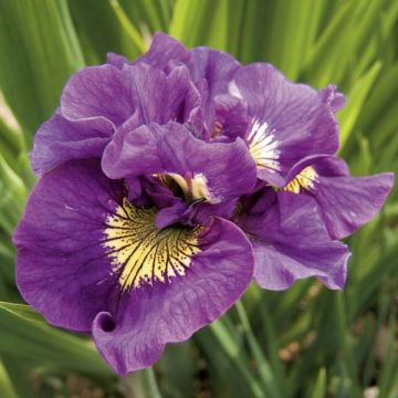 Iris sibirica Double Standard - Giaggiolo siberiano