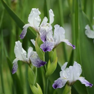 Iris germanica Petit Moment - Giaggiolo paonazzo