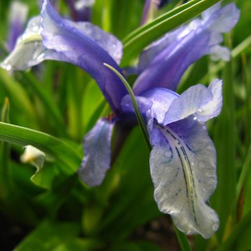 Iris aucheri - Giaggiolo