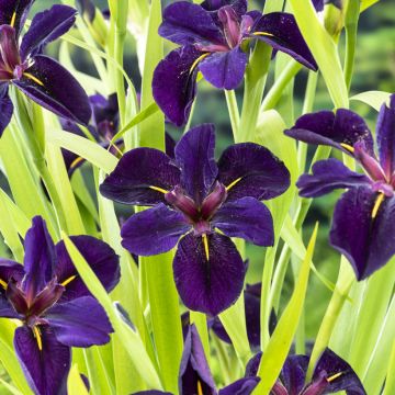 Iris louisiana Black Gamecock - Giaggiolo