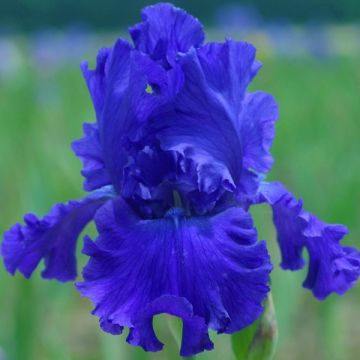 Iris germanica Blue Crusader - Giaggiolo paonazzo